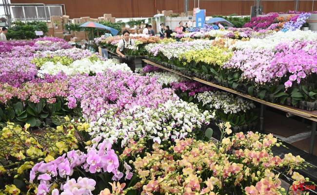 花店老板希望鲜花绿植借世园会卖到国外走向世界