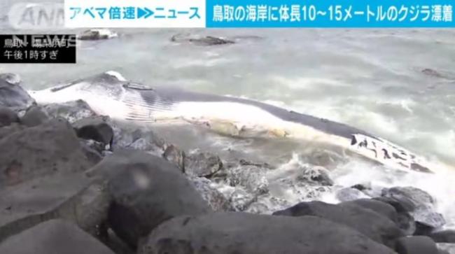 日本海岸现超10米长腐烂鲸鱼尸体：高度腐烂引关注_中华网