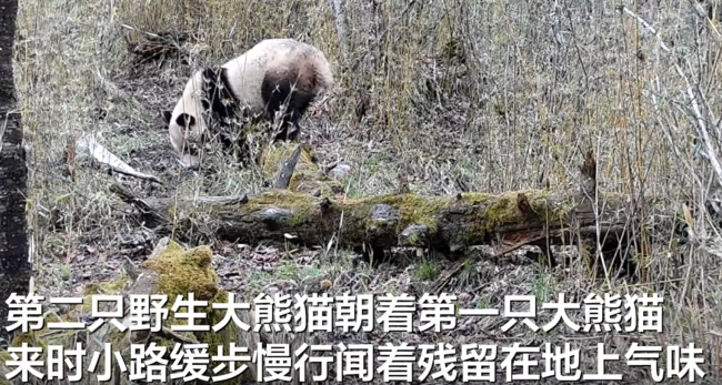 相机拍到两只野生大熊猫求偶影像