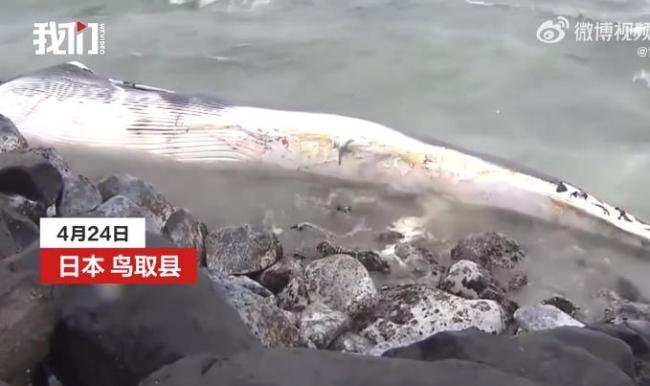 日本海岸现超10米长鲸鱼尸体
