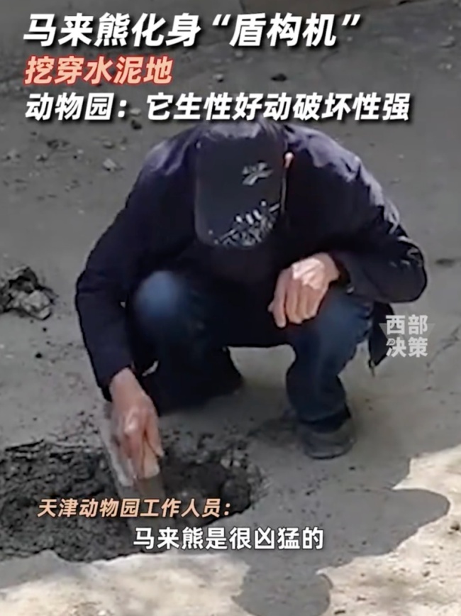 天津动物园马来熊挖穿水泥地板引热议，想越狱？还是闻到诱惑的味道？ 爪下“拆迁”引关注
