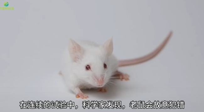 研究发现老鼠有战略性思维 与人类幼儿学习策略类似