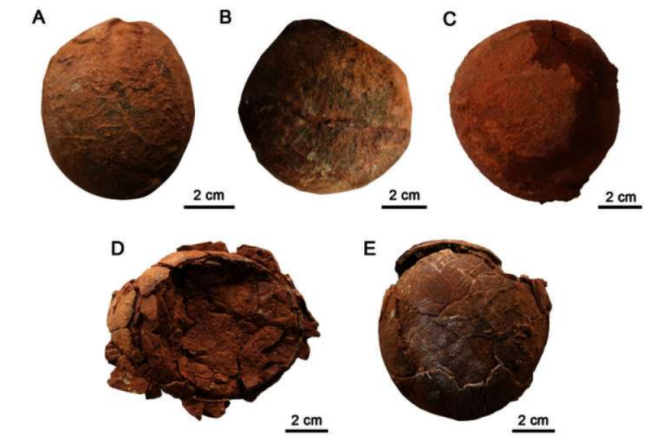山东发现恐龙蛋新蛋种：“变形蛋”
