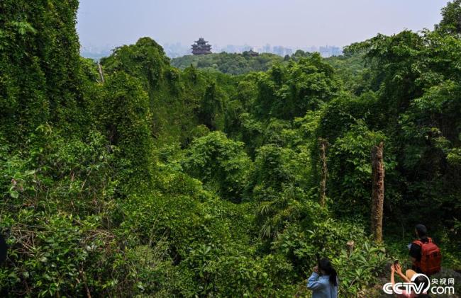 杭州：藤蔓覆盖大片树林 宛如“绿野秘境”