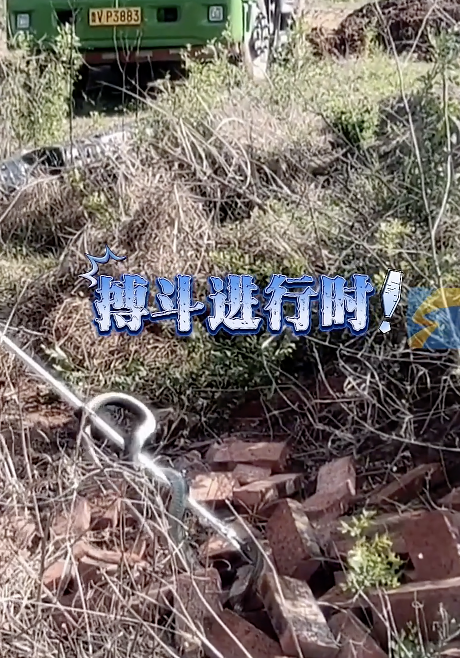 工地惊现2米长蛇 消防化身捕蛇达人 闪电新闻独家报道