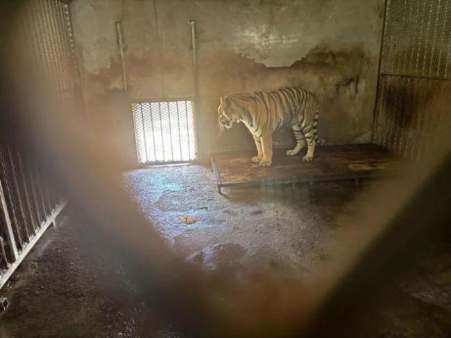 阜阳当地人评动物园20只东北虎死亡 园方被指无证繁殖，经营混乱