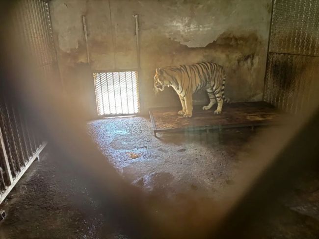 阜阳野生动物园死亡动物仍放冰柜冷藏室 经营权纠纷引悲剧