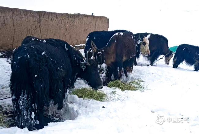 青海玉树曲麻莱县5月飞雪 最大积雪深度达14厘米