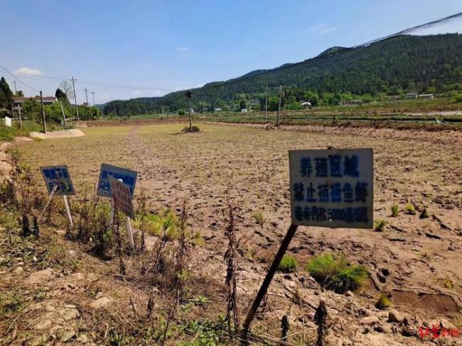 误传随便捡龙虾基地每晚涌入两三百人 养殖者损失惨重