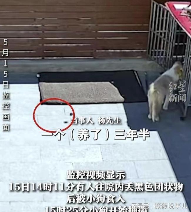 男子两只宠物犬被人隔墙毒死 邻里矛盾引悲剧