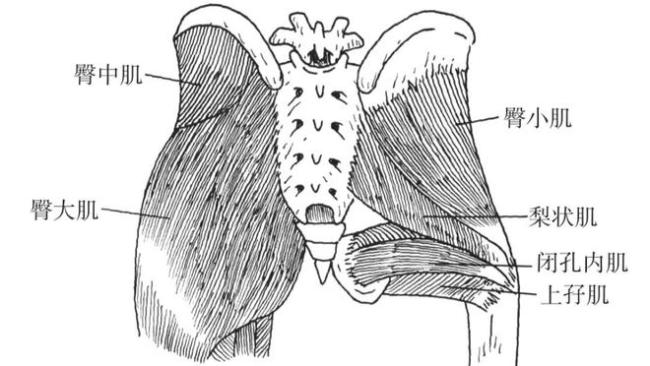 人的臀部有很多块肌肉，臀大肌决定了臀部的形状