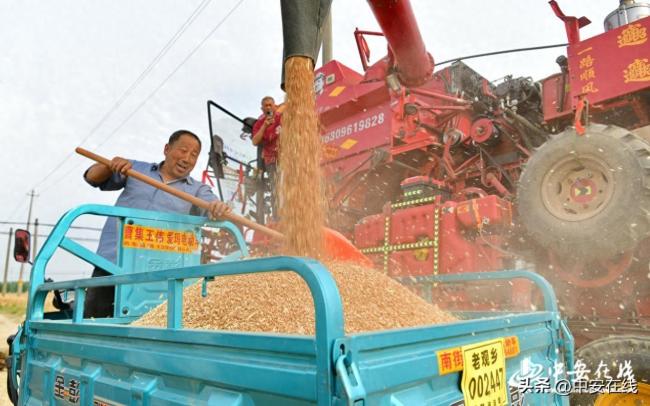 安徽阜南：127万亩小麦开镰收割