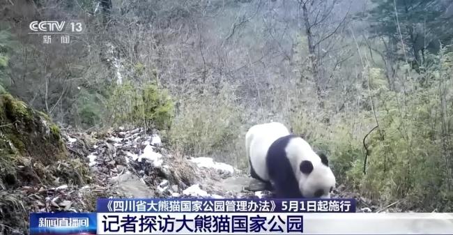 探访全世界大熊猫的家 揭秘团子海外生活