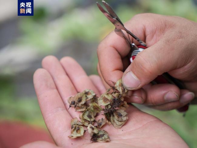 云南首次对野生濒危植物小果榆开展种子采集保护