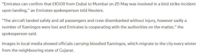 阿联酋客机降落时撞上鸟群 近40只火烈鸟死亡 飞机安全降落就地停飞 波音777受损严重