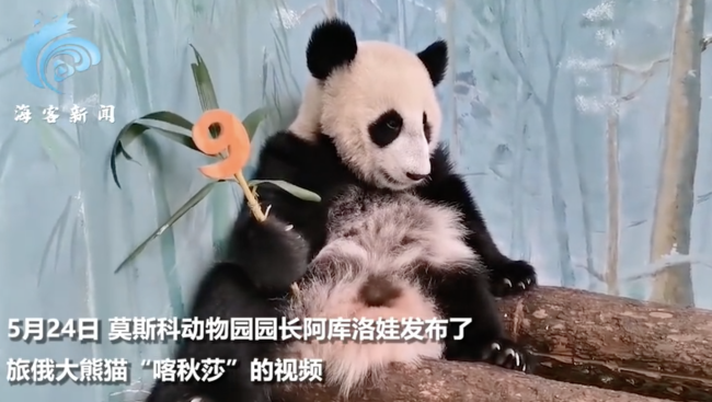 9个月的喀秋莎体重超50斤 大熊猫健康成长引关注