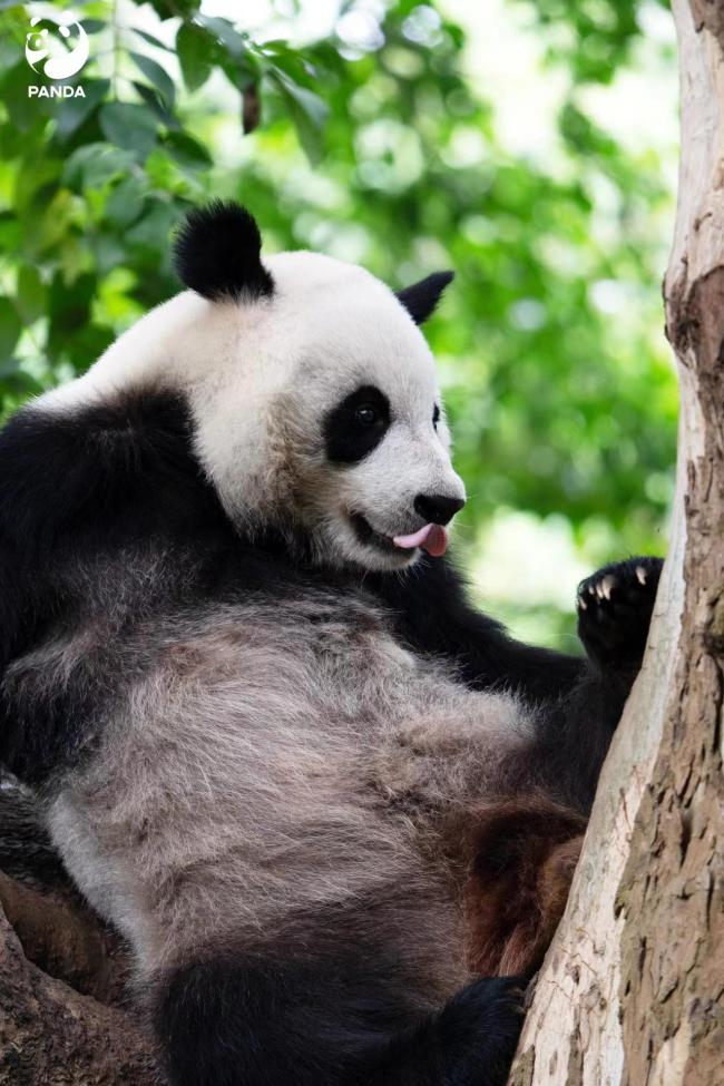 圈养大熊猫导致近亲繁殖严重?