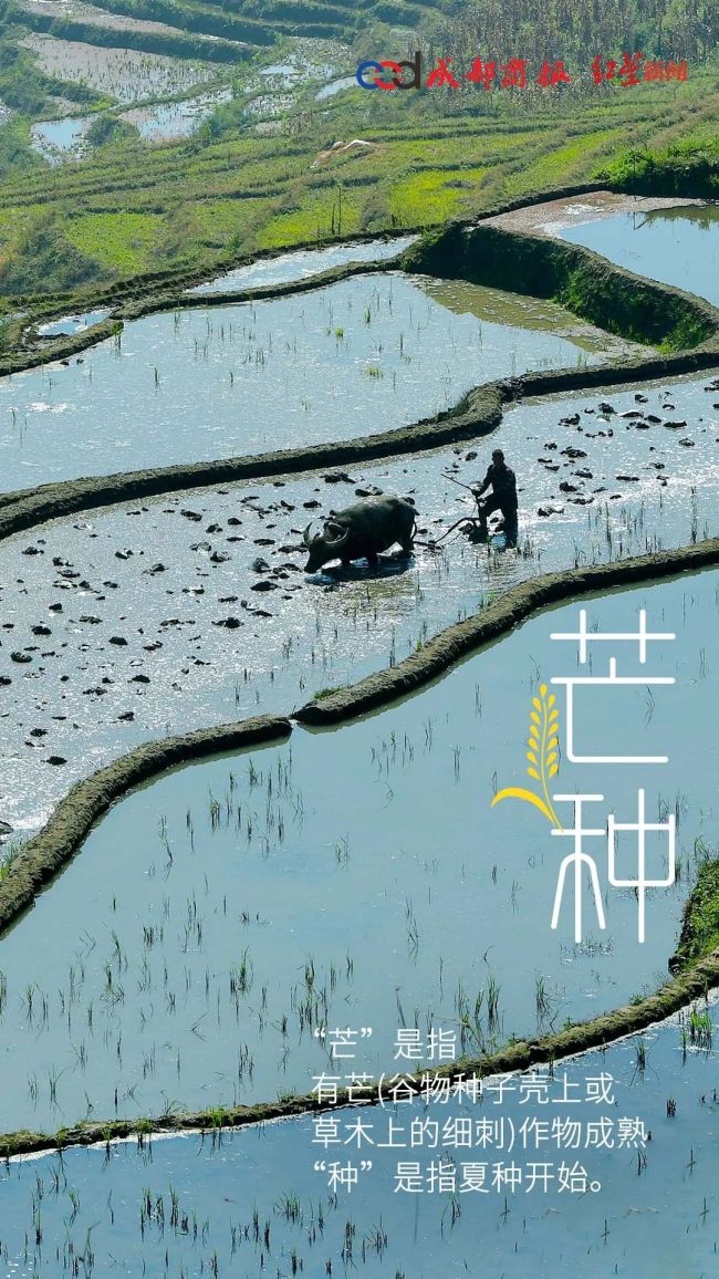 今日12时10分芒种至 雨水增，高考遇强降雨高温双重考验