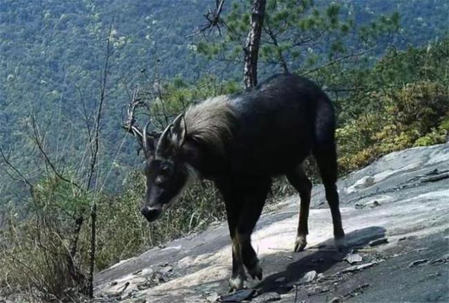 中华鬣羚现身江西景德镇 珍稀“四不像”引关注