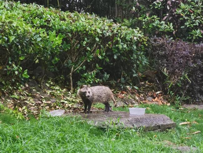 上海近300个小区都发现了貉 已经产生冲突！宠物犬频遭袭