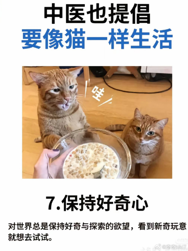 中医建议气血不足的人学猫生活！
