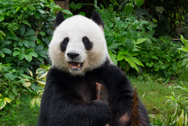 新一對大熊貓將在今年定居香港