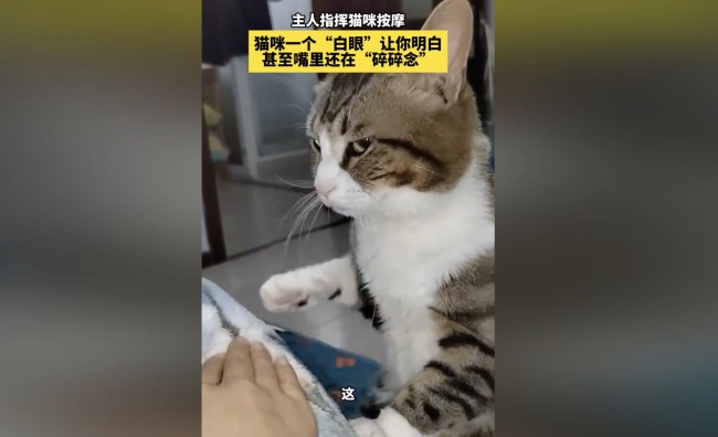 主人指挥猫咪按摩，猫咪白了一眼，网友：被迫营业，不服都在脸上 宠物照料者奇遇记