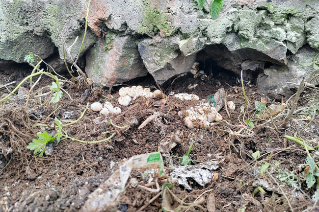 云南警方在一村民房屋旁擒获62条蛇