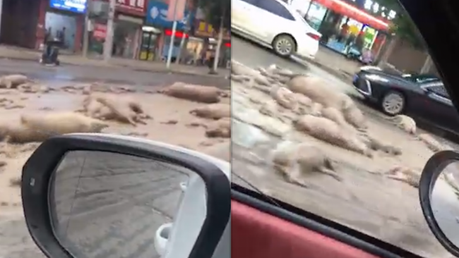 周口太康县道路上出现大量死猪，县农业农村局：涉事司机被警方控制