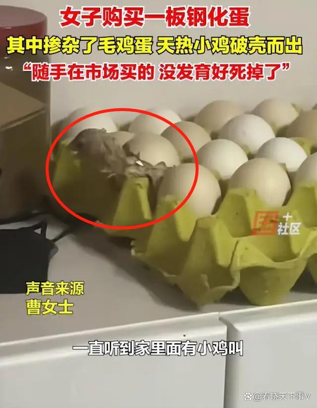 女子买一板钢化蛋竟孵出小鸡 意外之喜转瞬即逝