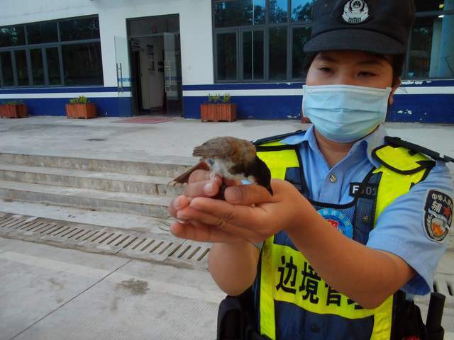 警方赶集日突击清查解救百只野鸟 保护行动显成效