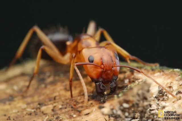 这只蚂蚁自愿伸出伤腿，因为同伴们会给它做截肢手术。