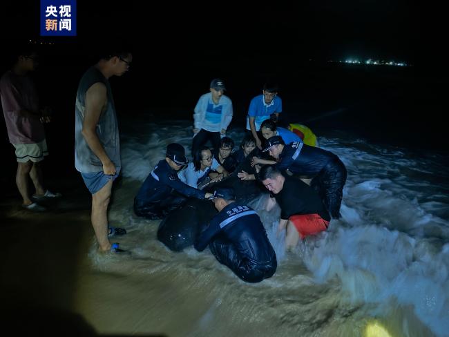 海南三亚海棠湾有鲸鱼搁浅 多部门联合紧急救助