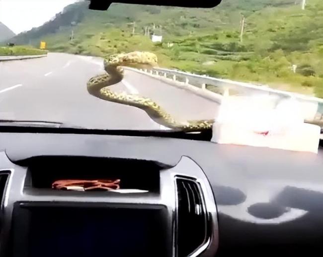 行驶途中天降大蛇 司机冷静处理 蛇袭挡风玻璃惊魂记