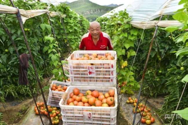 不以山海为远 携手共谱新篇｜番茄之香飘塞外