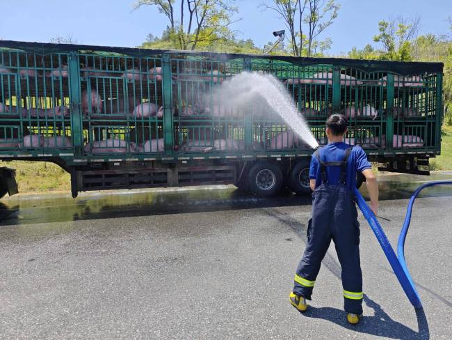 200多头猪从内蒙来到浙江，一路上中暑三次，三次求助消防