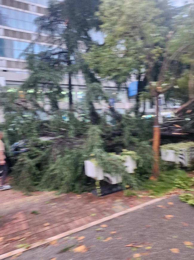 合肥暴风暴雨吹倒多棵大树 交通堵塞逾一小时