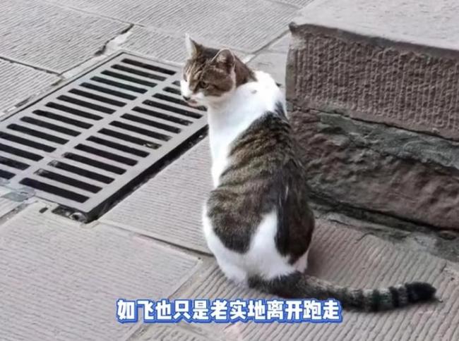 文殊院网红猫咪拜佛时被香客一拳打飞