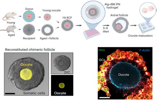 新研究或能增强高龄产妇生育能力 卵母细胞质量获突破