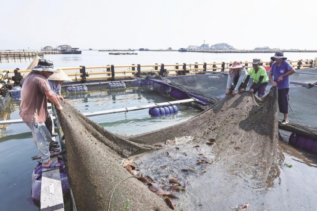 福建连江百万尾石斑鱼陆续上市 中秋团圆宴添美味