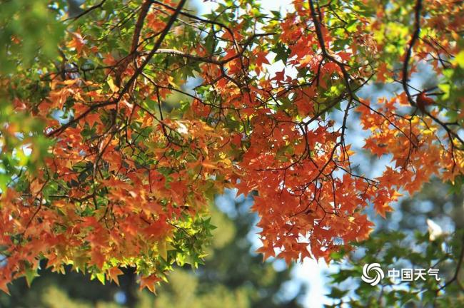 賞紅葉季開啟 北京香山勤政殿紅楓開始變色