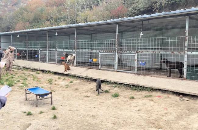 直击宁夏西吉捕猎野猪首日 多地队伍集结出击