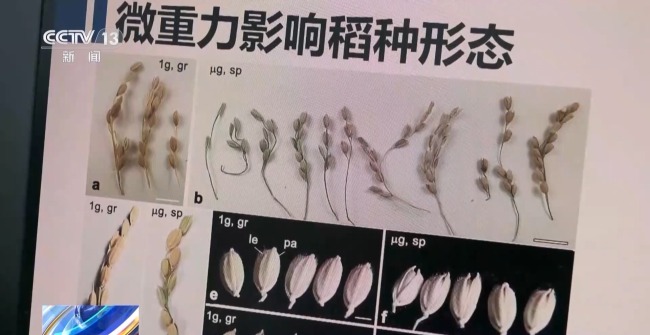 吃起来更甜？一起了解"太空水稻"和普通水稻的不同