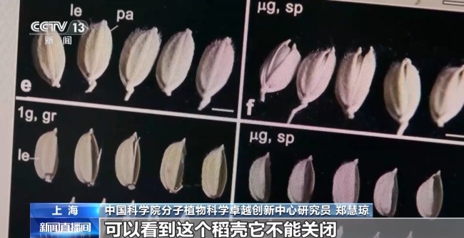 吃起来更甜？一起了解"太空水稻"和普通水稻的不同