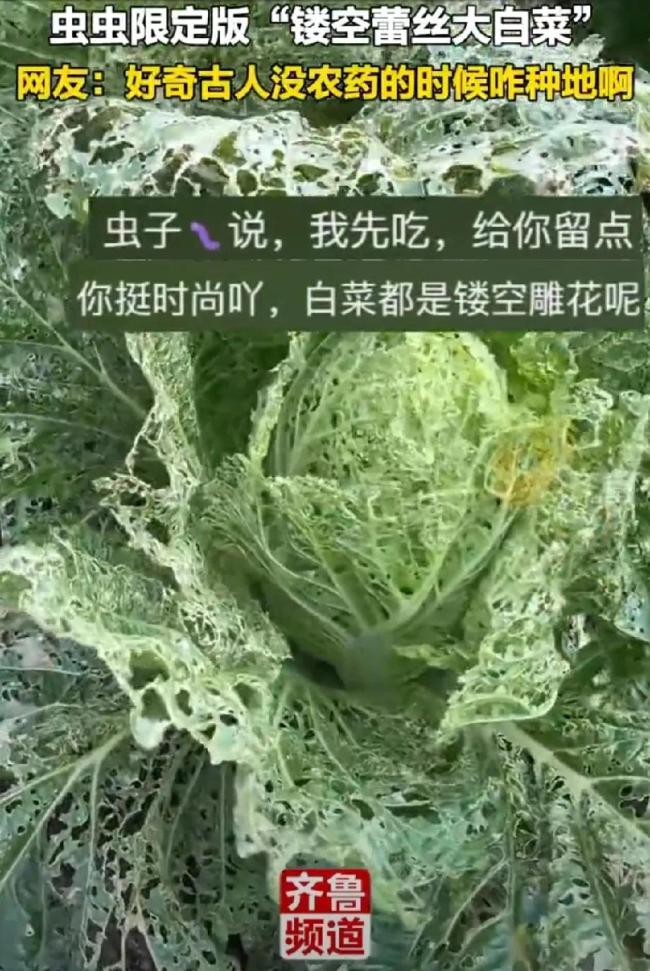 女子种菜不打农药收获“蕾丝白菜”，虫虫限定版！