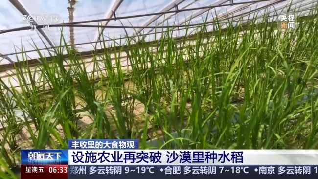 植物工廠長啥樣？揭秘種菜“黑科技”