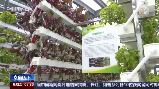 植物工廠長啥樣？揭秘種菜“黑科技”