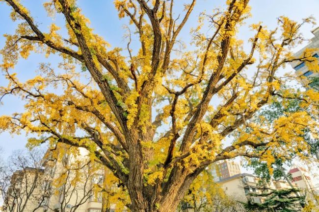 北京石景山这棵古银杏美了800多年！见证岁月流逝