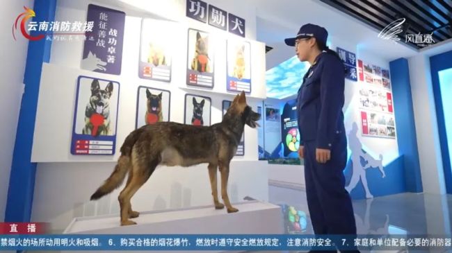 消防搜救犬广告大片反差感拉满 又帅又萌引关注