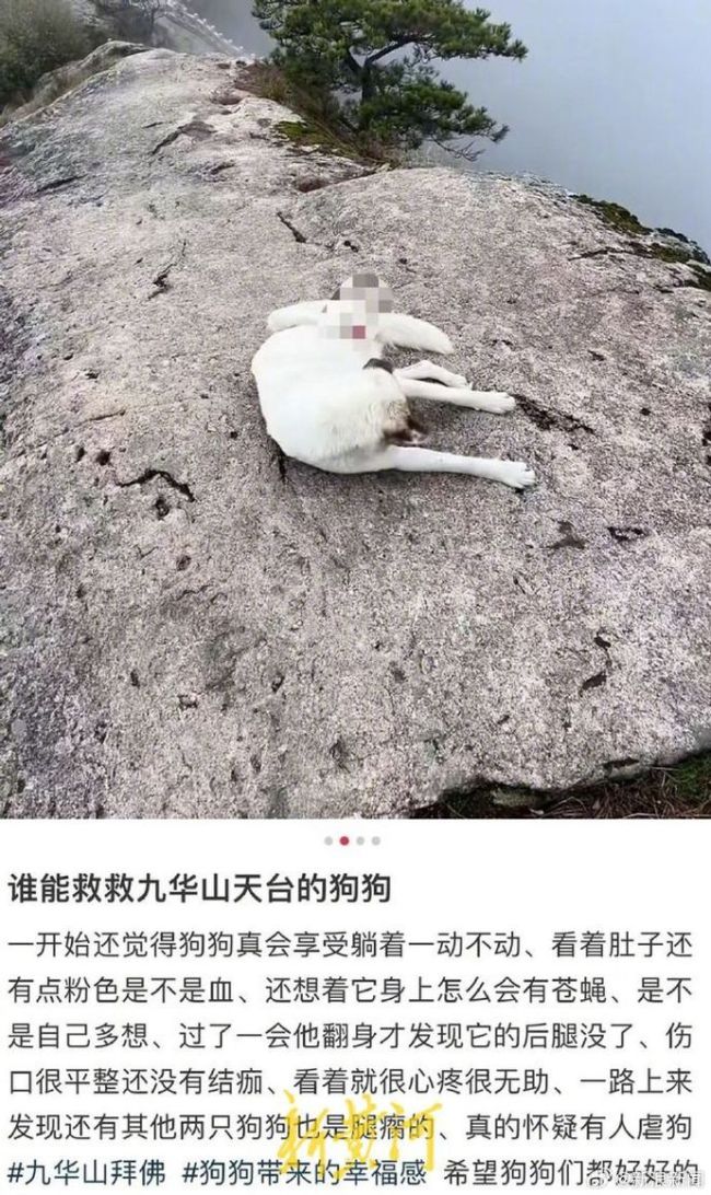 九华山景区多只狗断脚瘸腿 事件引发网友热议